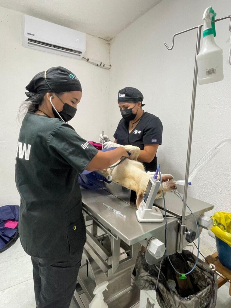 Quintana Roo establece bases para garantizar el bienestar de los animales