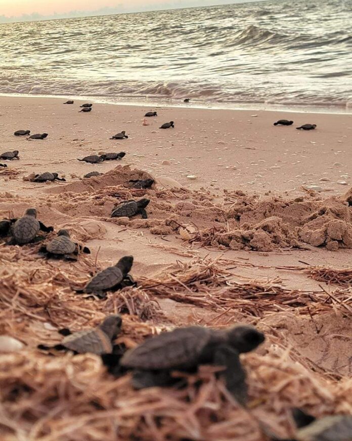 Liberan crías de tortuga marina en la playa de Sisal