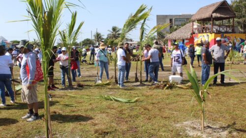 Siembran de 1000 plantas de uva de mar en Playa Norte de Ciudad del Carmen