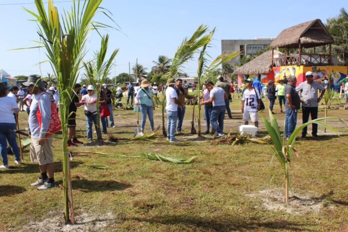 Siembran de 1000 plantas de uva de mar en Playa Norte de Ciudad del Carmen