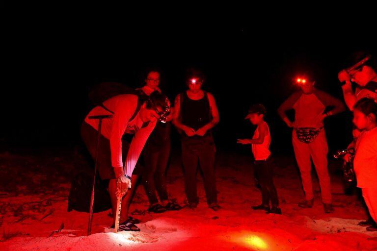 FPMC ha marcado 584 nidos de tortugas en esta temporada