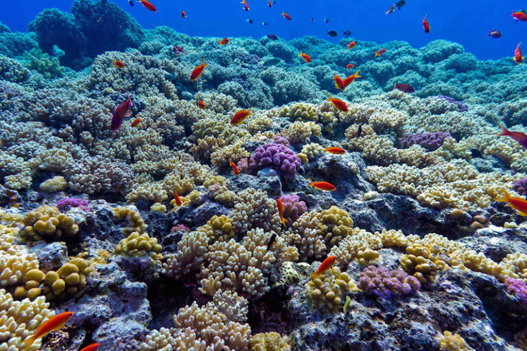 Protegen 4 millones de hectáreas de arrecifes de coral en Campeche y Yucatán