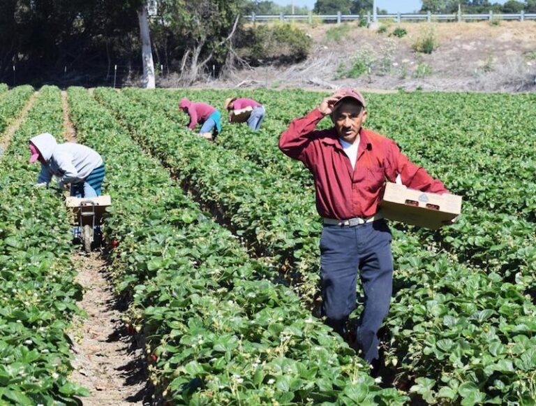 Acuerdan industria de protección de cultivos y pequeños propietarios alianza para el fortalecimiento del campo