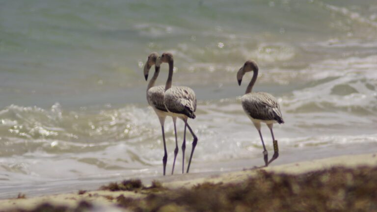 Registran en Punta Sur a tres juveniles de Flamenco Americano