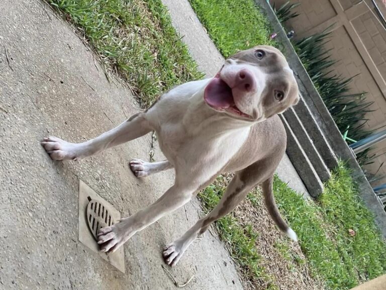 ¡Justicia para ‘Azula’! Asesinan a machetazos perrita pitbull en Tabasco