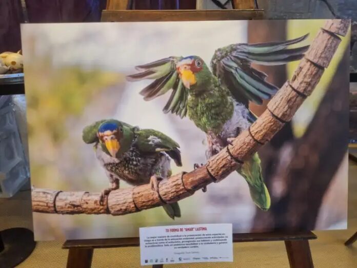 Lanzan campaña para frenar el maltrato a los loros y guacamayas en Mérida