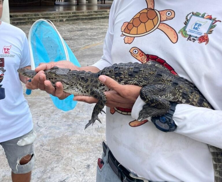 Rescatan a cría de cocodrilo y una zarigüeya en Cozumel