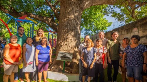 Declaran a dos ceibas de Mérida como árboles patrimoniales