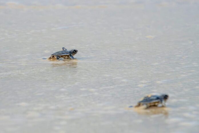 FPMC cierra con éxito el “Programa de Protección a la Tortuga Marina 2024”