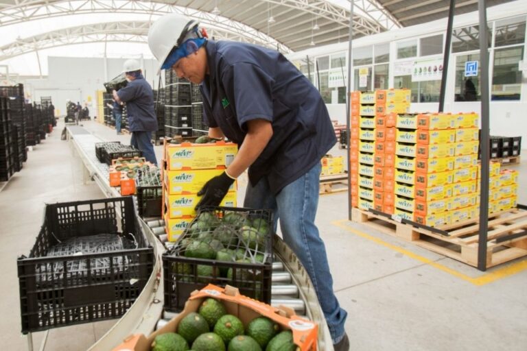 Transformando las cadenas de suministro de alimentos con certificaciones: innovación y sostenibilidad