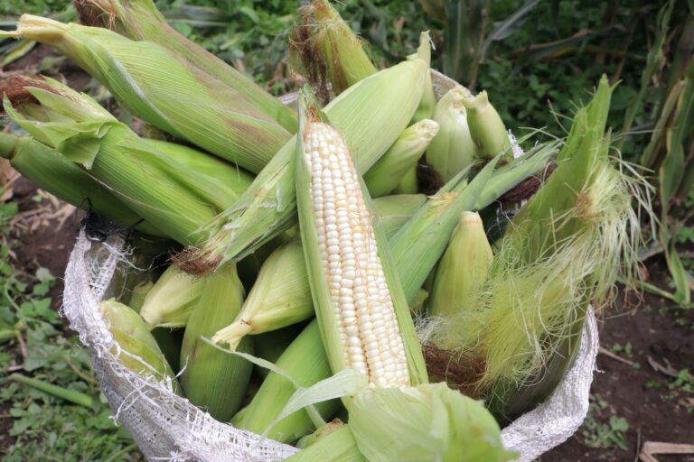 Ante pérdida de panel de maíz transgénico urge regular importaciones, impedir su cultivo y crear un programa emergente de producción alimentaria