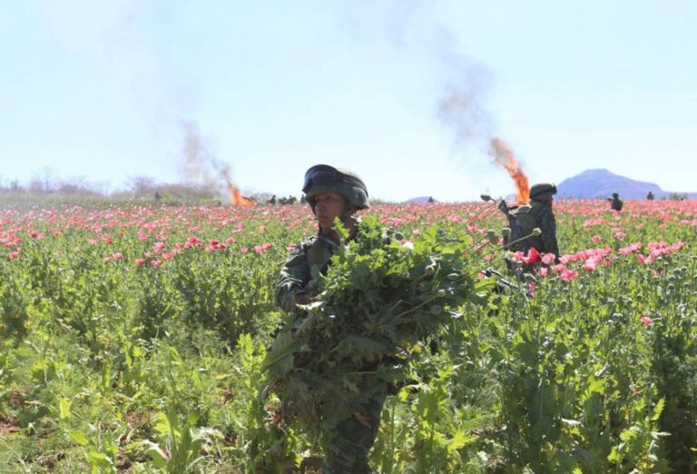 Resultados del Plan de Estrategia Nacional de Seguridad en la última semana de noviembre 2024 en México
