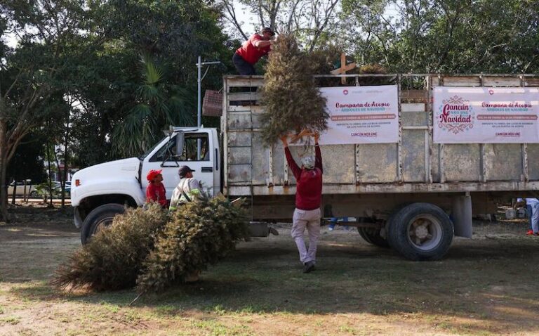 Arranca Ana Paty Peralta “Campaña de Acopio de Árboles de Navidad” Temporada 2025
