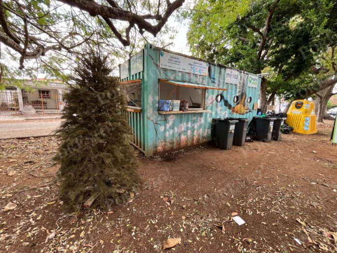 Habilitan centros de acopio de árboles navideños en Mérida