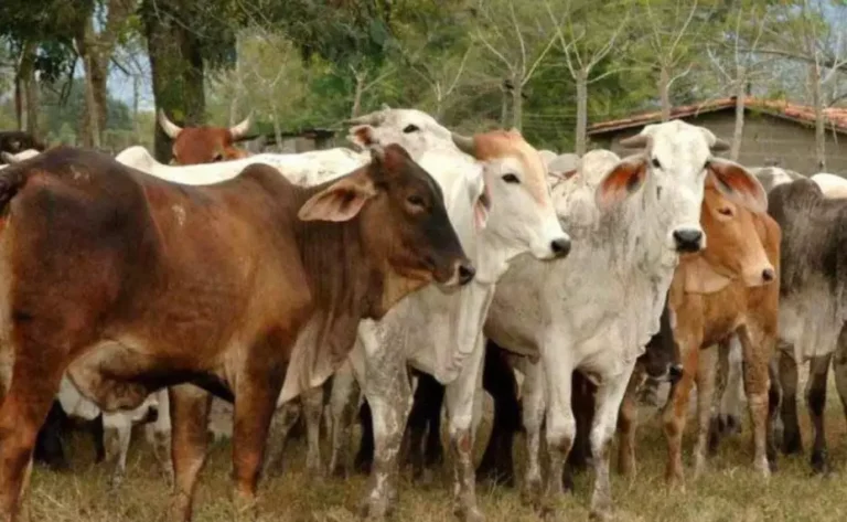 Confirman primer caso de gusano barrenador en Campeche