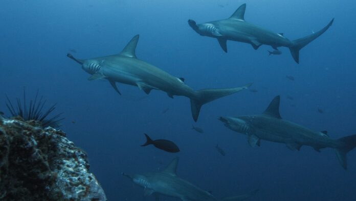 Avistamientos de Tiburones