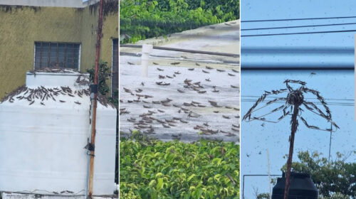 Captan mangas de langostas en el Centro Histórico de Mérida