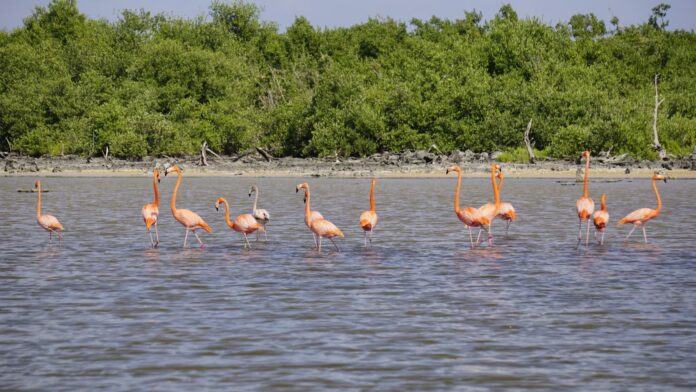 Regresan flamencos americanos