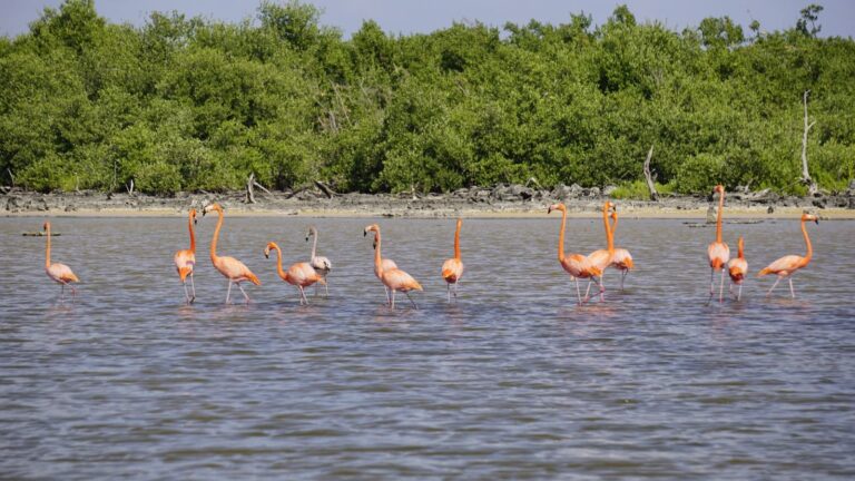 Regresan flamencos americanos a Punta Sur, Cozumel