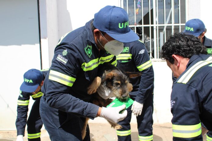 Rescatan a 4 perritos abandonados en Ciudad Caucel, Mérida