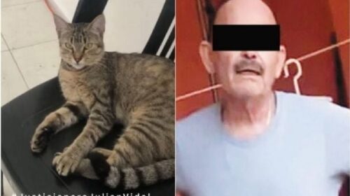 Dictan prisión preventiva a hombre que torturó a gatita en Tabasco