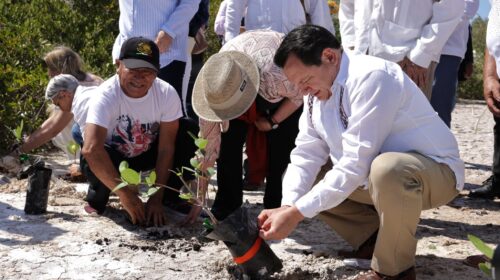 Arranca reforestación de manglares en Yucatán