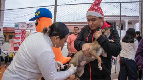 Continúa la vacunación antirrábica en Campeche