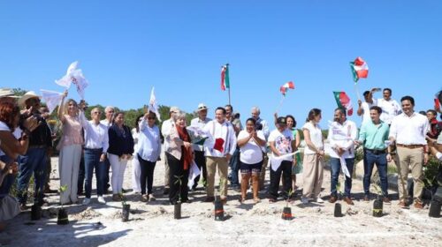 Lanzan programa de reforestación de manglares en Yucatán