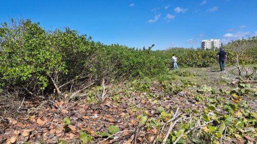 Profepa frena deforestación de mangle en Sisal, Yucatán