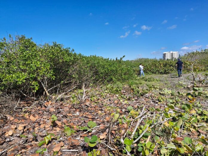 Profepa frena deforestación de mangle en Sisal, Yucatán