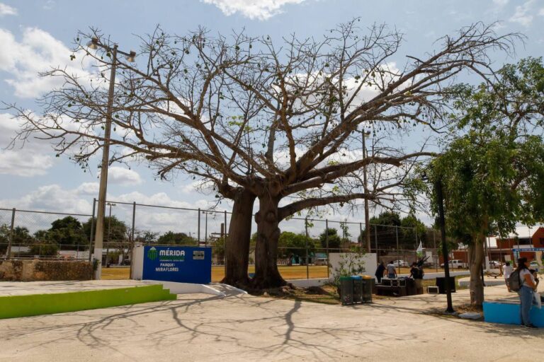 Reconocen a dos ceibas como Patrimonio Verde de Mérida