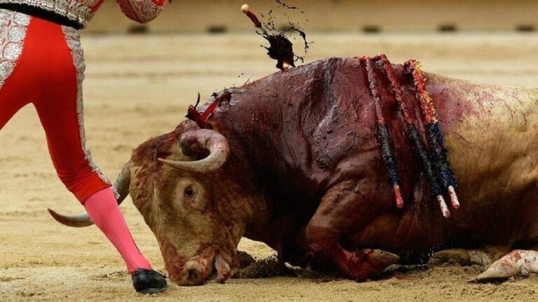 Pide Claudia Sheinbaum buscar alternativa en la que no se maltrate a animales en corridas de toros