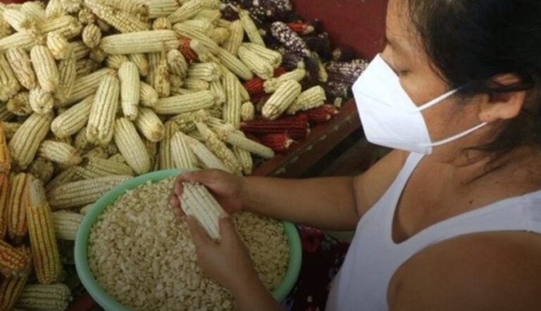 Mujeres y postcosecha: eslabón clave para la seguridad alimentaria CIMMYT