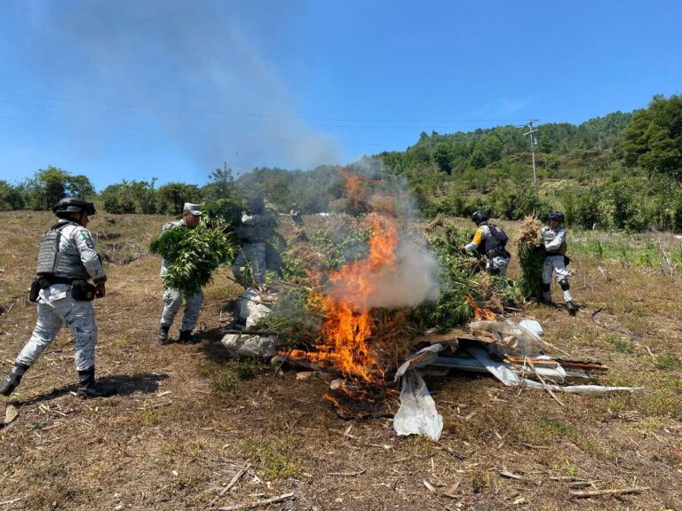 Destruyen plantío de 20 mil plantas de marihuana en Chiapas