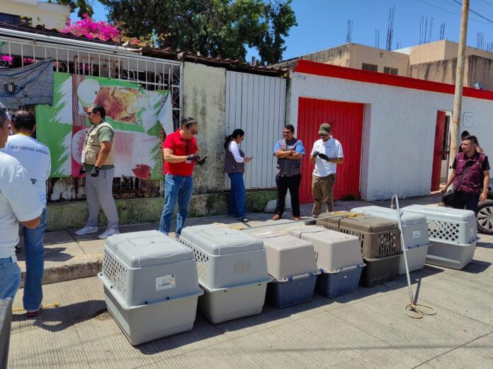 maltrato animal tras rescate de ocho perros en Benito Juárez
