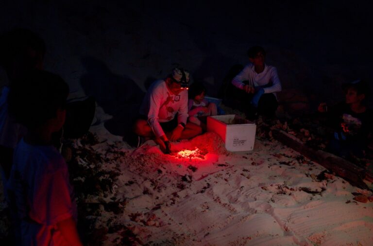 Inicia la temporada de protección a la tortuga marina en Cozumel