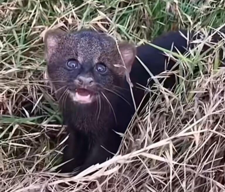 Matan a un jaguarundi, especie en peligro de extinción, en Chiapas; creyeron que era un “ser maligno”