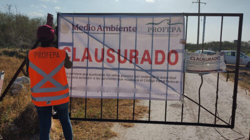 Profepa clausura mega granja porcícola en Mérida, Yucatán