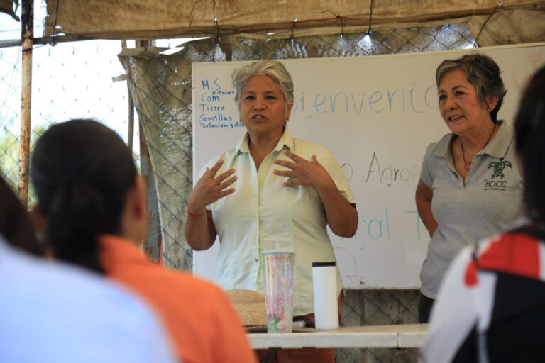 Playa del Carmen impulsa proyectos de Huertos Orgánicos Urbanos