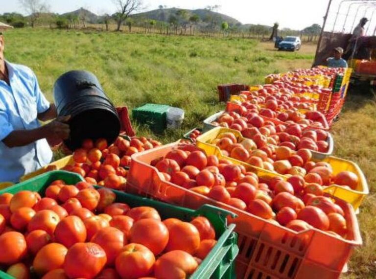 Anuncia Donald Trump arancel de 20.91% al tomate mexicano, aplicable a partir del 14 de julio