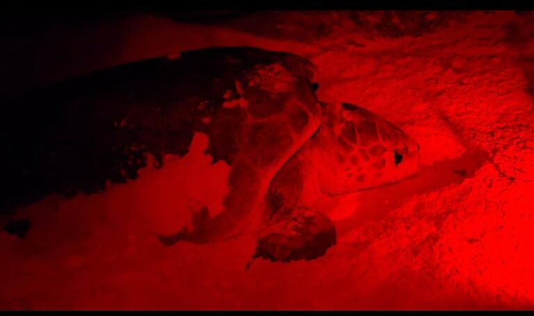Cozumel protege 30 nidos de tortuga marina en esta temporada