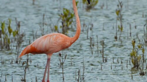 Layda Sansores anuncia 5 mdp adicionales para la restauración de manglares en Campeche