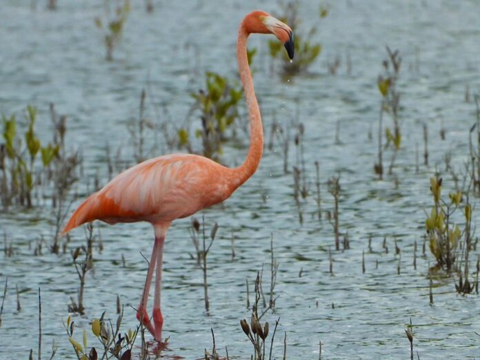 Layda Sansores anuncia 5 mdp adicionales para la restauración de manglares en Campeche