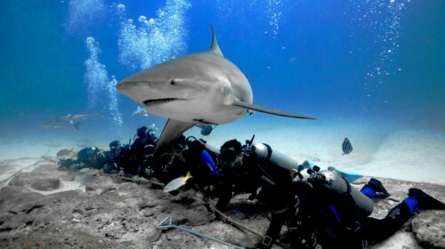 Tiburones en Quintana Roo