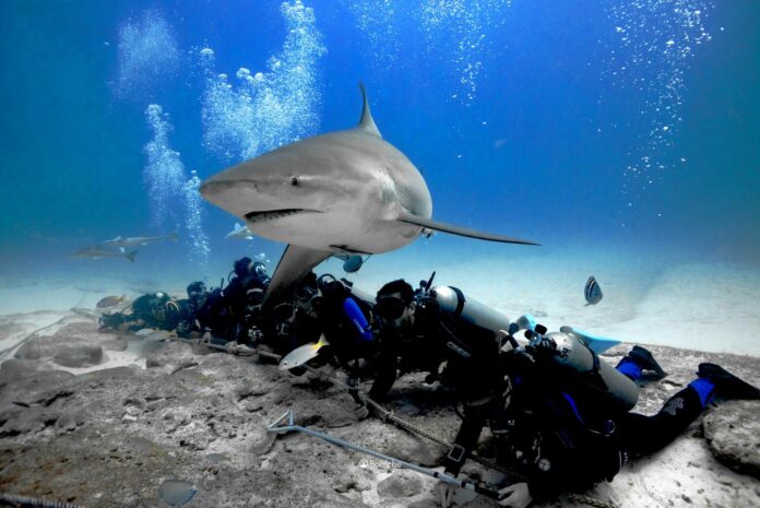Tiburones en Quintana Roo