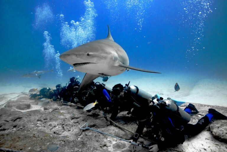 Hacen llamado de protección de Tiburones en Quintana Roo