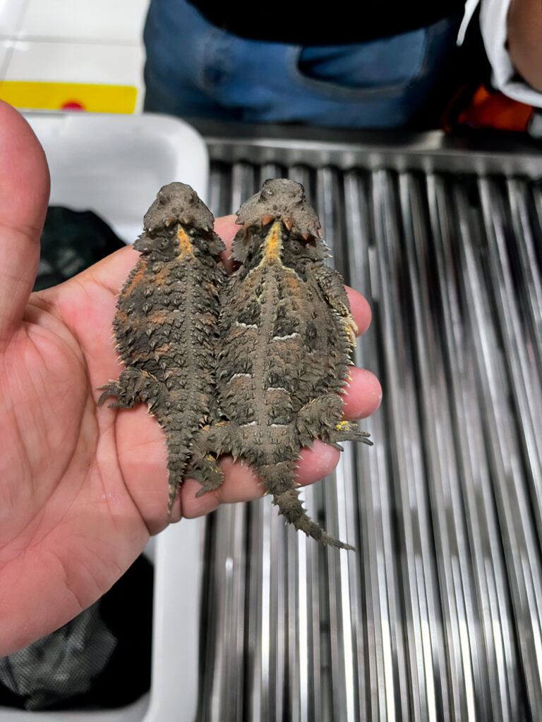 Detienen a traficante de fauna silvestre con más de 200 especies