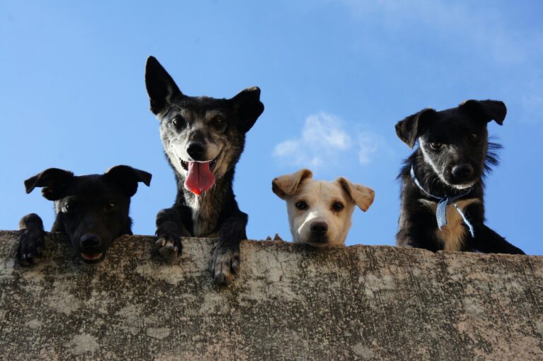 Adopción responsable de perritos callejeros