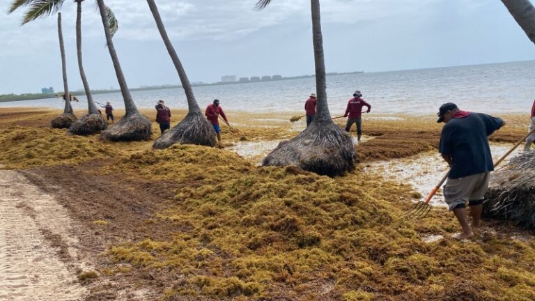 Redobla gobierno de Benito Juárez retiro de sargazo en Playa Coral