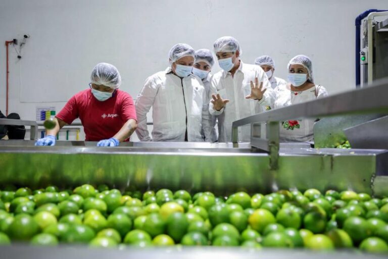 Inicia temporada citrícola en la Juguera de Akil, Yucatán